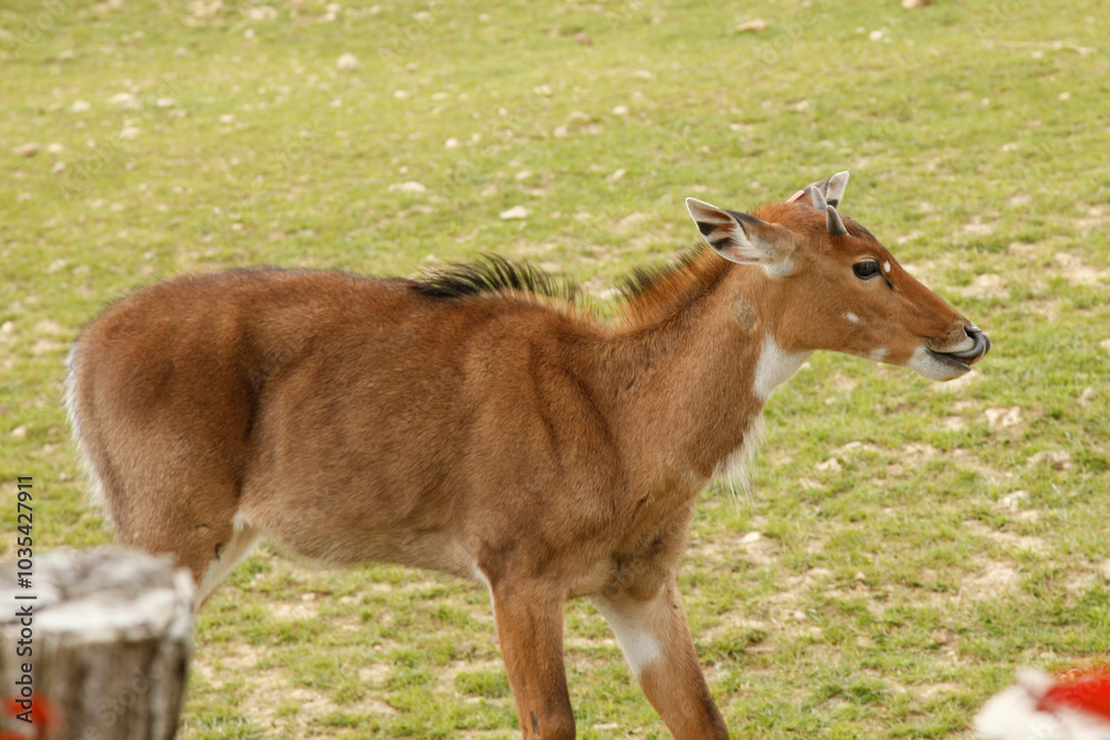 Fototapeta premium Gazelle