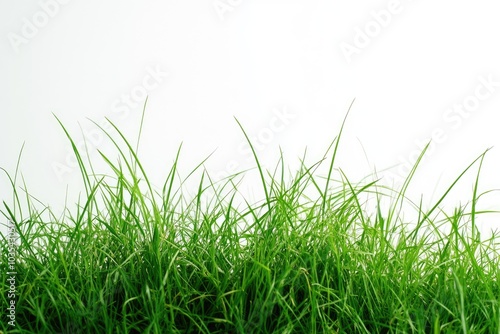 Green grass growing on a white background