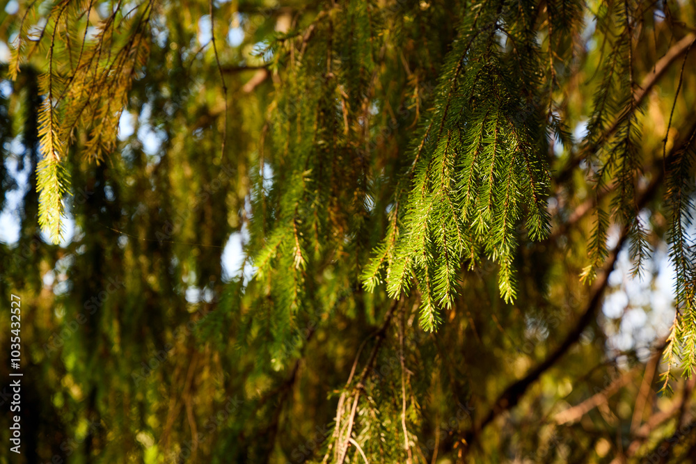 Fototapeta premium Sunlit Pine Needles in a Serene Forest Canopy