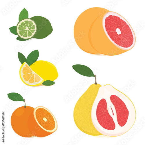 Set of citrus: grapefruit, pomelo, orange, mandarin, lemon and lime