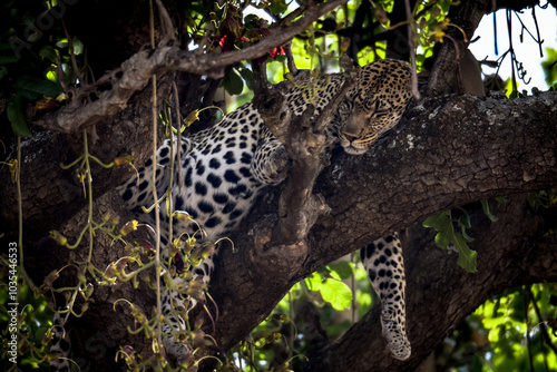 Sleeping Leopard