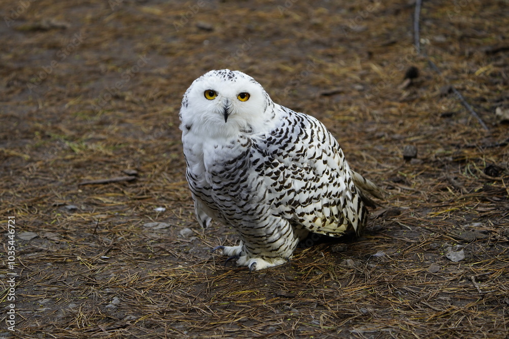 The Snowy Owl (Bubo scandiacus) is a large owl of the typical owl family Strigidae. Vogelpark Walsrode, Germany. The Snowy Owl (Bubo scandiacus) is a large owl of the typical owl family Strigidae. Vogelpark Walsrode, Germany.