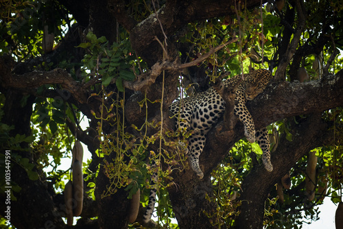 Sleeping Leopard