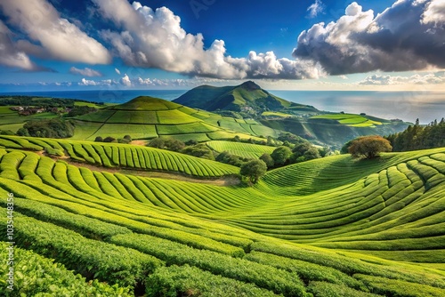 Lush green tea plantation and hill on Sao Miguel Island