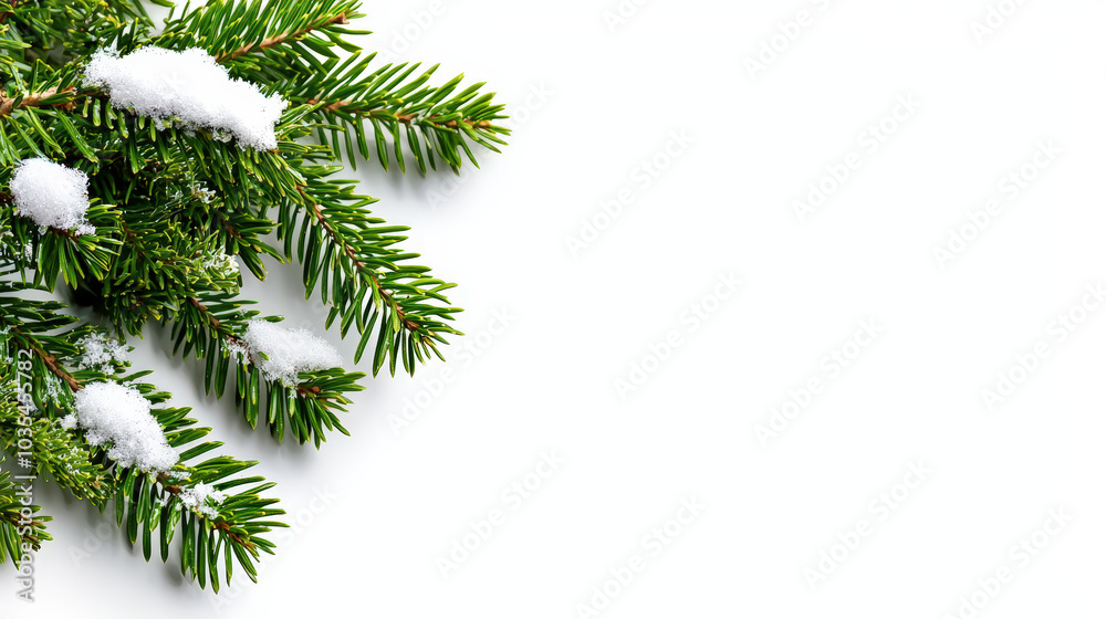 Fresh fir tree branches adorned with snow create serene winter scene, perfect for holiday themes and seasonal decorations