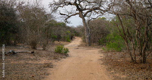 Obraz na płótnie Landschaftsbild - Flora Botanik Busch im Krüger National Park - Kruger Nationalpark Südafrika w salonie
