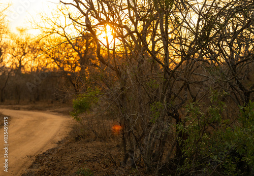 Obraz na płótnie Landschaftsbild - Sonnenaufgang im Krüger National Park - Kruger Nationalpark Südafrika w salonie