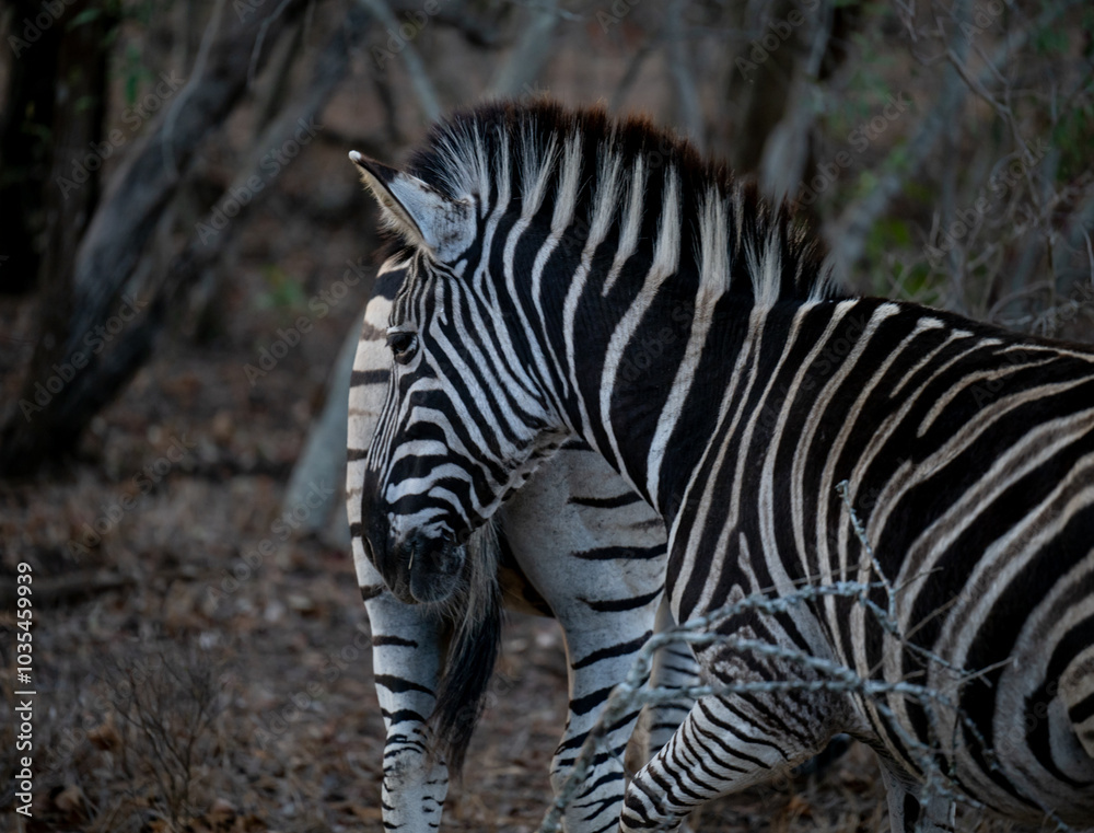 Steppenzebra im Busch vom Krüger National Park - Kruger Nationalpark Südafrika