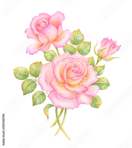 Watercolor illustration of rose flower. PNG