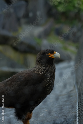 Portrait eines Adlers im Zoo