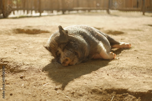 Wüstenschwein in seiner natürlichen Umgebung