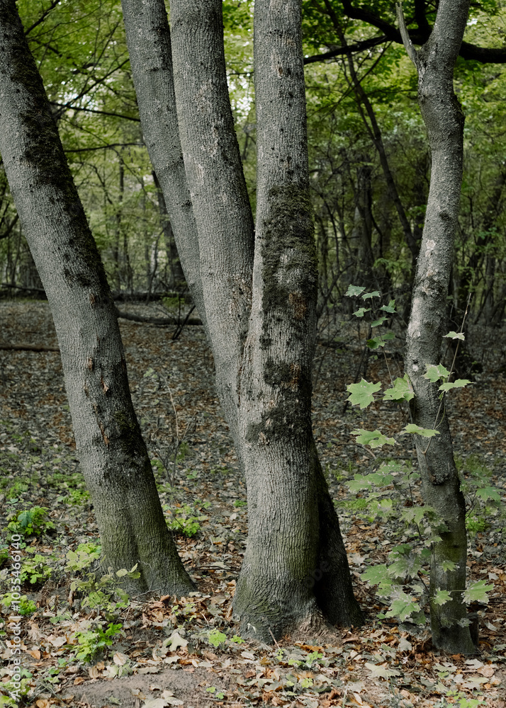 Serene woodland scenery featuring beautiful trees