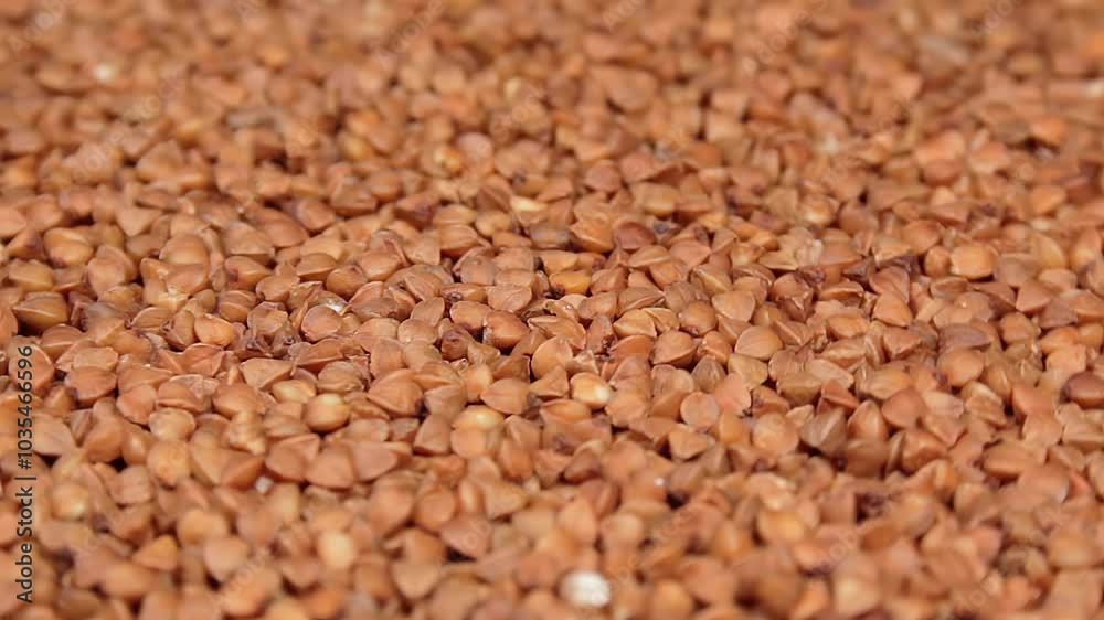 Dry Uncooked Brown Buckwheat Groats Rotating. Raw Large Buckwheat Grains. Russian, Ukrainian and Belarusian Culture Dry Uncooked Brown Buckwheat Groats Rotating. Raw Large Buckwheat Grains. Russian, Ukrainian and Belarusian Culture