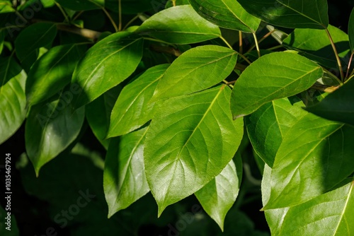 Spring and new life concept. Branch with young leaves of Populus balsamifera. Balsam poplar, bam, eastern balsam-poplar, hackmatack, tacamahac poplar. Bright green leaf of tacamahaca photo