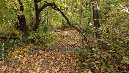 Small river in the forest during autumn with fall leaves