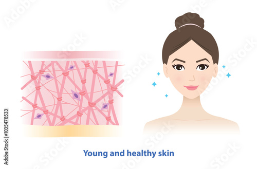 The young woman with radiant and smooth skin vector on white background. Cross section of high density of collagen, elastin fibers and fibroblasts in the dermis layer. Skin care and beauty concept.