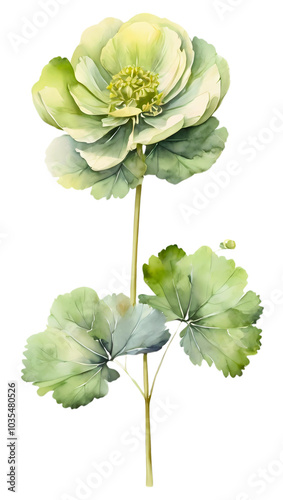 Beautiful and simple wildflower transparent background	