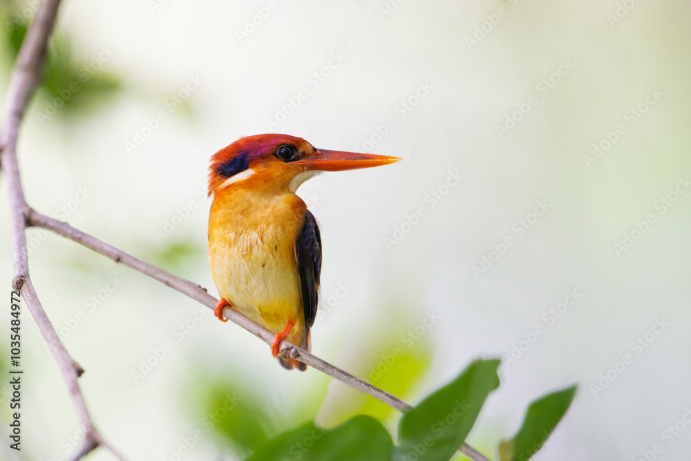 Obraz premium Black-backed Kingfisher (Oriental Dwarf Kingfisher) on branch birdwatching in the forest.
