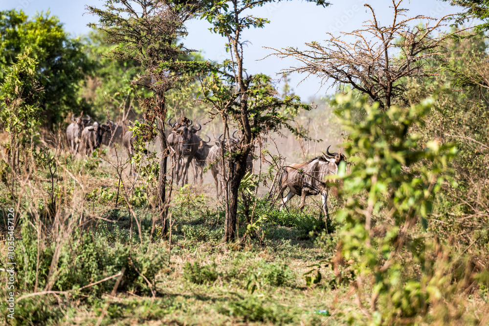 Gnus on Tour - vor dem Wechsel in die Masai Mara Gnus on Tour - vor dem Wechsel in die Masai Mara