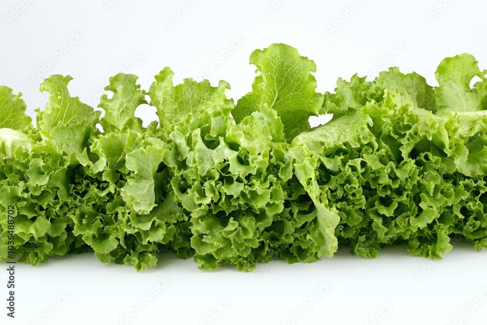 Bright and Vibrant Green Lettuce Head Isolated on White Bright and Vibrant Green Lettuce Head Isolated on White