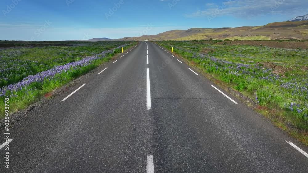Long, straight asphalt road stretches out through the Icelandic countryside. Lined with green grass and purple wildflowers, and there are mountains in the distance. Driving road by car Long, straight asphalt road stretches out through the Icelandic countryside. Lined with green grass and purple wildflowers, and there are mountains in the distance. Driving road by car