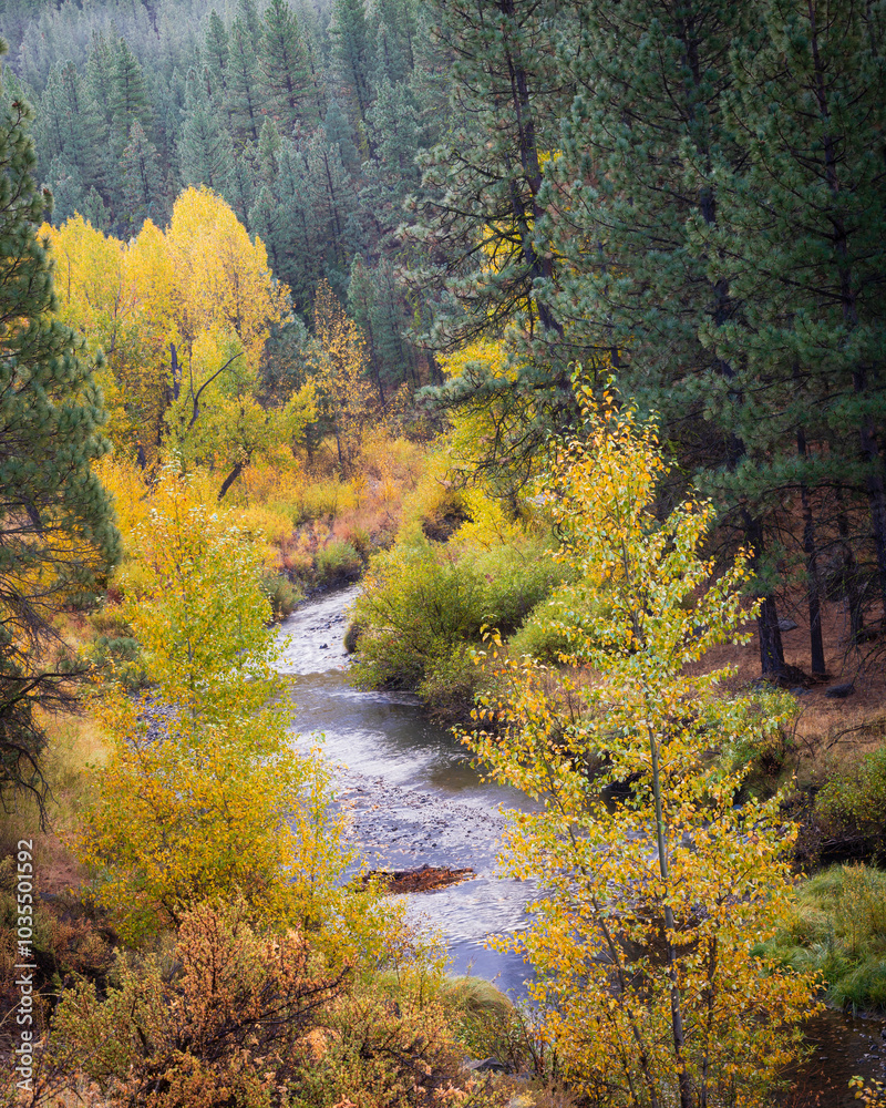 Autumn foliage along the Susan River in Lassen County California photographed from the Bizz Johnson Trail, part of the Rails to Trails Conservancy. Autumn foliage along the Susan River in Lassen County California photographed from the Bizz Johnson Trail, part of the Rails to Trails Conservancy.