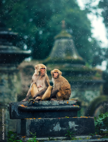 View of Pashupatinath temple surrounded by monkeys and lush greenery, Kathmandu, Nepal. photo