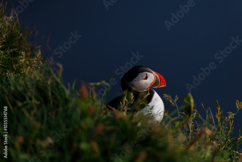 View of puffins on a grassy cliff by the ocean, Dyrholaey, Vik, Iceland. photo