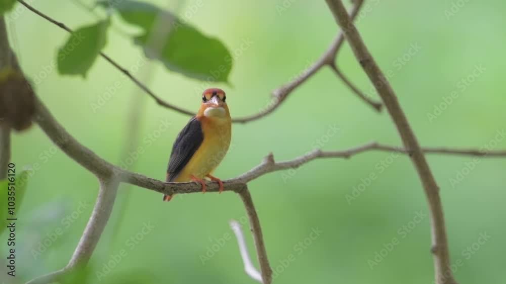 Black-backed Kingfisher (Oriental Dwarf Kingfisher) on branch birdwatching in the forest. Black-backed Kingfisher (Oriental Dwarf Kingfisher) on branch birdwatching in the forest.