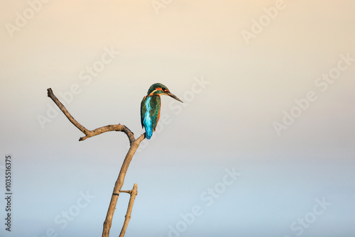 Common Kingfisher, River Kingfisher, perching on tree branch in forest park, this small kingfisher has blue upperparts, orange underparts and a long bill