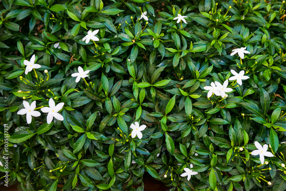 flowery fence texture with green leaves, suitable for the background of your design flowery fence texture with green leaves, suitable for the background of your design
