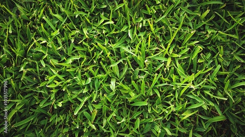 Close-up of Fresh Green Grass