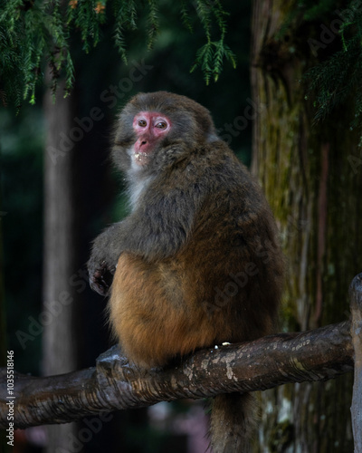 View of a serene monkey sitting on a branch in a tranquil forest, Zhangjiajie, China. photo