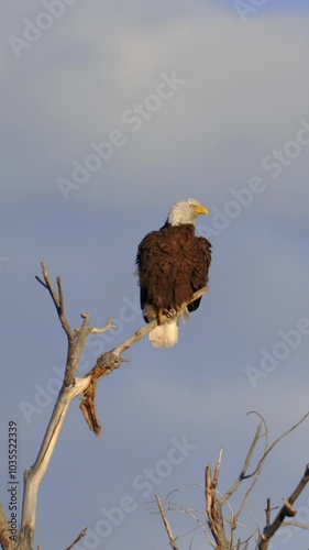 Bald Eagle Shakes Wings Vertical Video