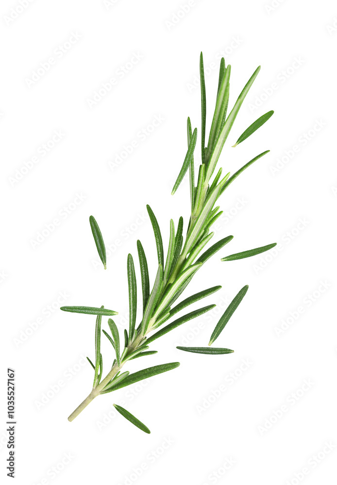 Fresh green rosemary in air on white background Fresh green rosemary in air on white background