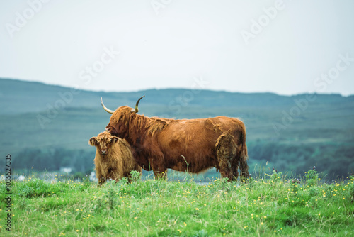 View of highland cow grazing in a serene meadow, Portree, United Kingdom. photo