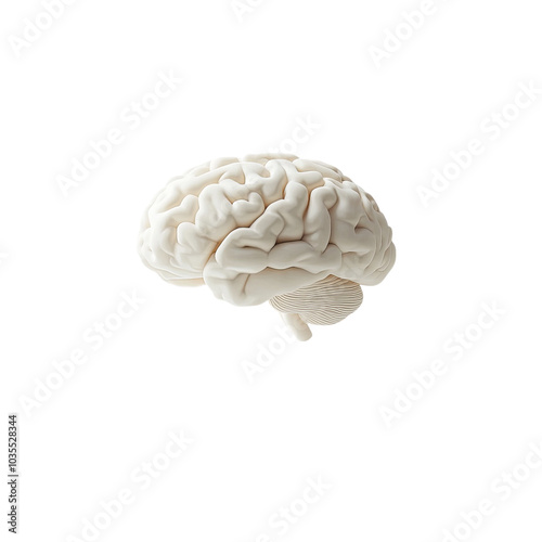 Human Brain Model on White Background Isolated on Transparent Background
