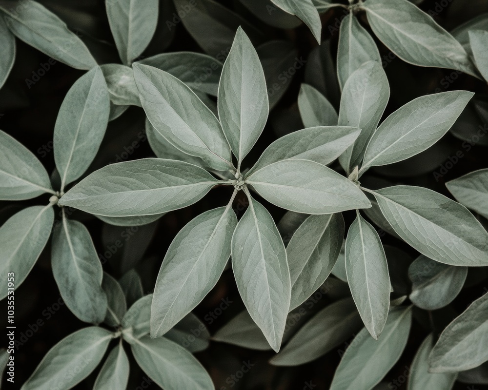 Obraz premium Close up picture of a plant with green leaves - Nature