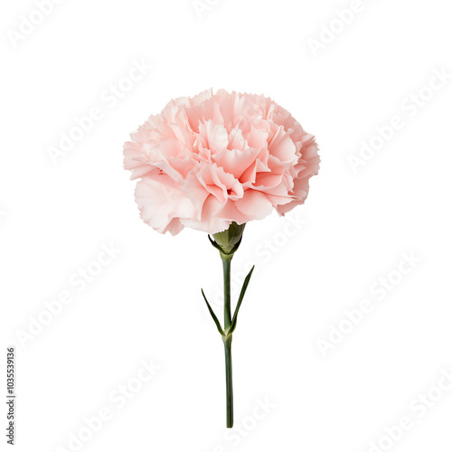 Wallpaper Mural Single pink carnation flower isolated on white background, showcasing delicate petals and vibrant color. Torontodigital.ca