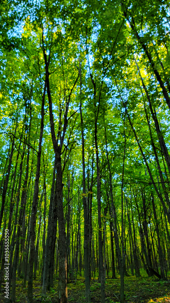 Naklejka premium Green foliage in peak summer season, walk in the forest in Canada
