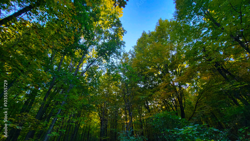 Green foliage in peak summer season, walk in the forest in Canada Green foliage in peak summer season, walk in the forest in Canada