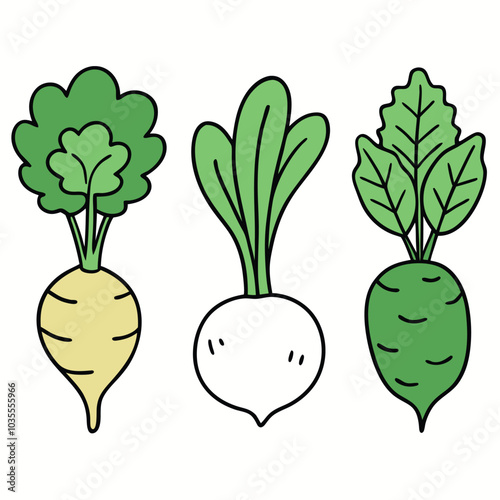 Fresh Kohlrabi Art, Vector, Icon and Graphic, Flat Vegetables Illustration Design On White Background