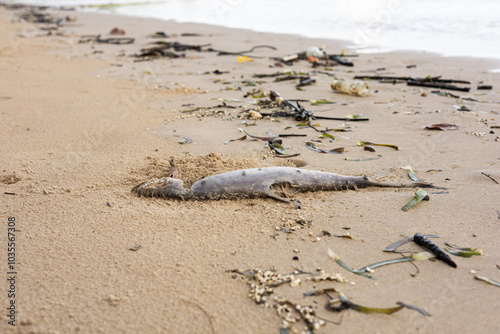 A dead fish on a polluted beach with debris like wood and plastic under a cloudy sky. Impact of ocean pollution, urging environmental conservation. photo