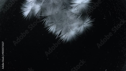 Beautiful freezing ice crystal flowers on window with black background, macro