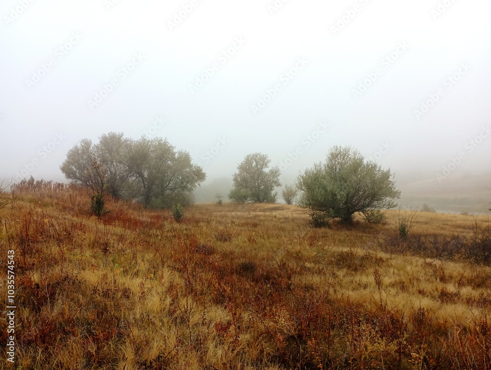 A thick autumn fog covered single trees growing on a spacious grassy field. Single trees and bushes in the fog. Dense fog in autumn in the steppe. A thick autumn fog covered single trees growing on a spacious grassy field. Single trees and bushes in the fog. Dense fog in autumn in the steppe.