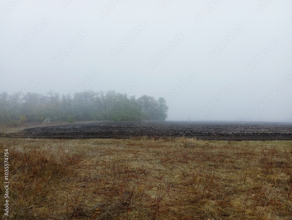 Autumn weather. A strip of trees can be seen on the horizon, which are covered with thick fog. A fabulous autumn landscape. Autumn weather. A strip of trees can be seen on the horizon, which are covered with thick fog. A fabulous autumn landscape.