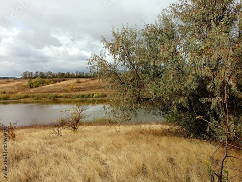 In the foreground of the autumn landscape is a silver rush bush on the background of a pond. Beautiful landscape in autumn on a reservoir. photo