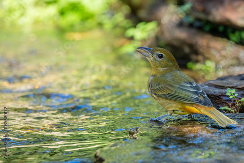 Summer tanager perched on a rock