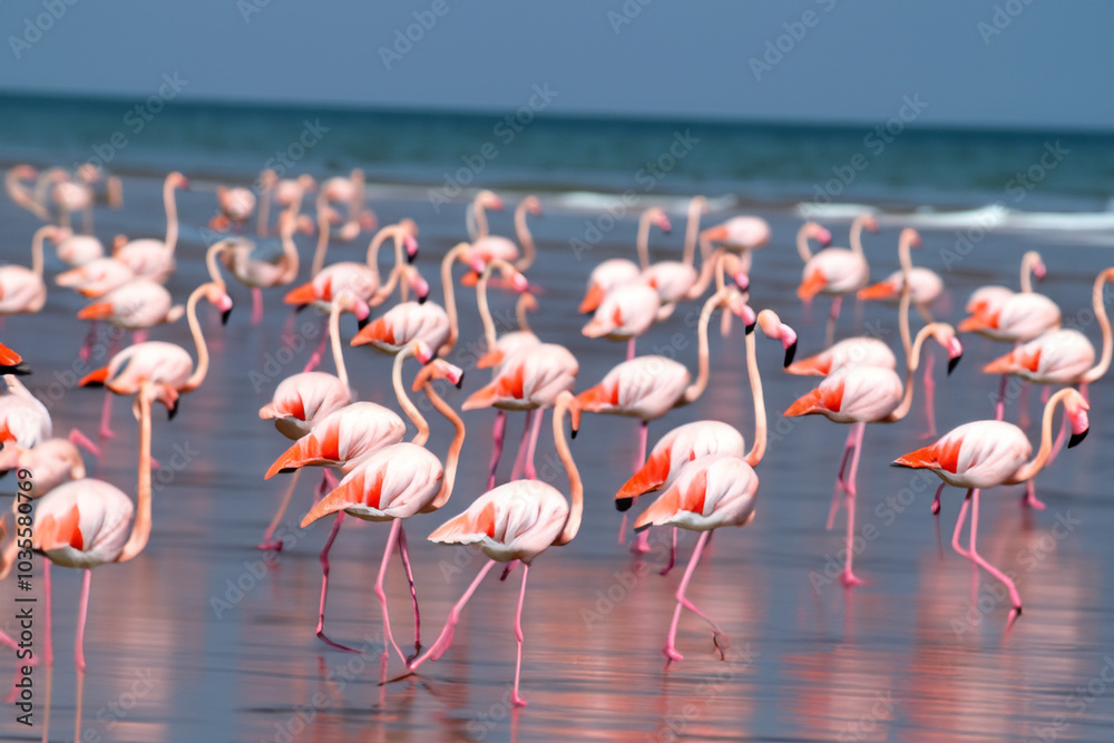Fototapeta premium Flamingos and birds in tropics by sea. tropical nature bird concept. flamingos and other birds stand on beach near the sea. flamingos standing on the beach near the sea lifestyle in the tropics.
