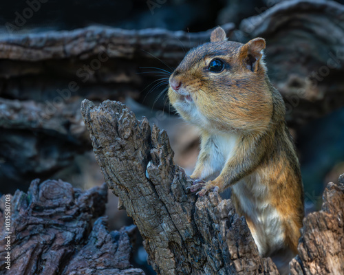 Chipmunk sitting on a log photo